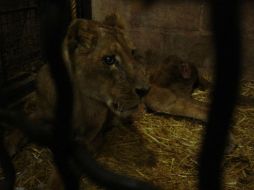 La leona, de nombre 'Madona', tiene aproximadamente 19 años de edad y pesa 40 kilogramos. ESPECIAL / Profepa