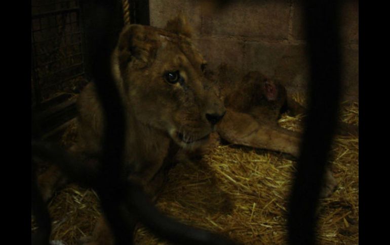 La leona, de nombre 'Madona', tiene aproximadamente 19 años de edad y pesa 40 kilogramos. ESPECIAL / Profepa
