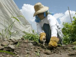 De ser aprobadas por inspectores de China, las berries mexicanas empezarán a venderse en Bejing y Shangai en enero de 2015. EL INFORMADOR / ARCHIVO