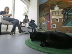 Los felinos provienen de un refugio local y están disponibles para adopción. AP / A. Risberg