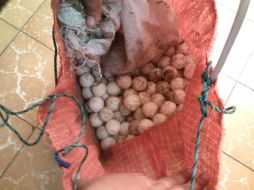 La especie Lepidochelys olivácea está protegida por la NOM-059-SEMARNAT-2010. ESPECIAL / Profepa