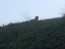 Esta es una de las imágenes del felino que tiene alarmadas a los habitantes de la región. AP / ESPECIAL
