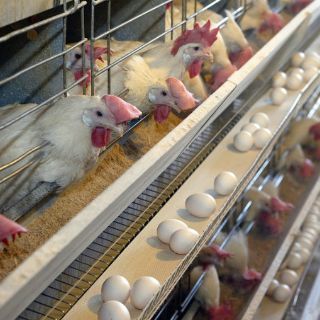 Granjas de Jalisco, en fase final de vacunación contra gripe aviar