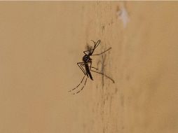 Recomiendan evitar criaderos de mosquitos y buscar atención oportuna si se presentan síntomas. EL INFORMADOR / ARCHIVO