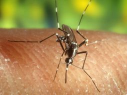 El virus es transmitido por el mismo mosquito que contagia el dengue, que se reconocen fácilmente por las rayas en las patas. EL INFORMADOR / ARCHIVO