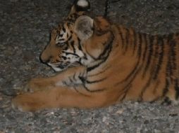 El animal se presenta en buen estado de salud, sin heridas visibles o laceraciones en su cuerpo. ESPECIAL / profepa.gob.mx