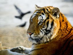 Según los expertos, el felino espera a que las aguas del Amur se congelen para regresar a su tierra natal. EFE / ARCHIVO