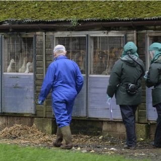 Holanda paraliza tránsito de aves de corral por brote de gripe aviar