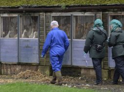 Hasta el momento el virus se ha detectado en Holanda, Alemania y Reino Unido EFE / N. Roddis
