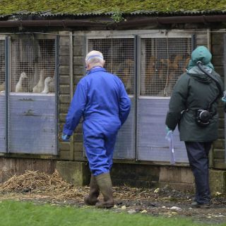 Aves migratorias habrían introducido la gripe aviar en Europa, según la OMS
