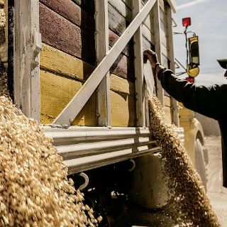 Diseñan plan contra la baja en el precio de los granos