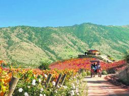 Paisaje. Ruta del vino en la zona de Colchagua, Chile  /