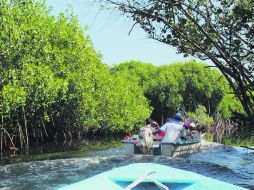 Los manglares, una maravilla a la vista. EL INFORMADOR / G. Bernal