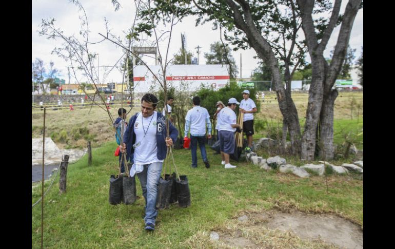 El Ayuntamiento de Zapopan plantará 13 mil árboles para reponer los que fueron retirados por las obras de la línea 3 del Tren Ligero. EL INFORMADOR / ARCHIVO