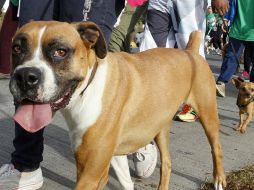 Los académicos abordan temas como el bienestar animal, legislación, salud, alimentación, implementos, manejo y conducta. EL INFORMADOR / A. Camacho