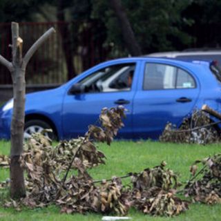 Talan 18 árboles al día en la ZMG