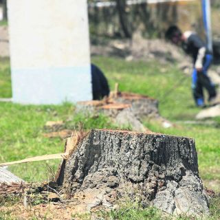 Carecen ayuntamientos de censo de arbolado