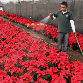 Flor de Nochebuena, herencia prehispánica y símbolo de la Navidad
