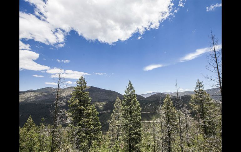 El indicador que peor habla de Jalisco es el Manejo sustentable de medio ambiente. EL INFORMADOR / ARCHIVO