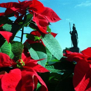 Flores de Nochebuena de Jalisco, con gran demanda en el país