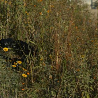 Localizan 11 cuerpos mutilados en Guerrero