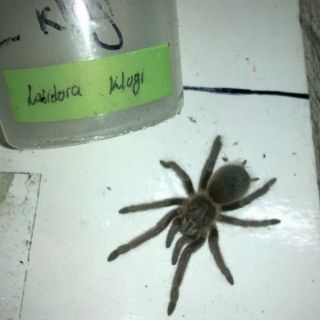 Aseguran tarántulas que pretendían enviar por paquetería al DF