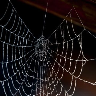 Desarrollan una seda híbrida con genes de telaraña
