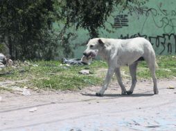 Tan sólo en territorio zapopano, 40% de los perros viven en las calles. EL INFORMADOR / ARCHIVO