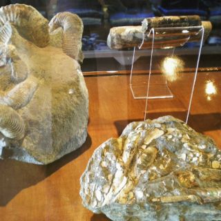 Chiapas cobija colección de más de seis mil fósiles