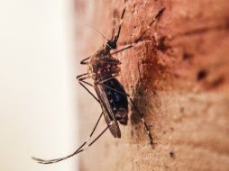 Autoridades realizan saneamiento ambiental y nebulizaciones para evitar reproducción del mosquito vector del dengue y chikungunya. EL INFORMADOR / ARCHIVO