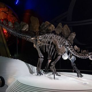 Londres exhibe un esqueleto casi completo de Estegosaurio