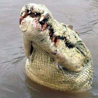 Cocodrilo mata a hombre en parque de Sudáfrica