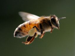 Las abejas pueden anidarse en árboles plantas, pero también en cajas, latas, baldes o llantas. EFE / ARCHIVO