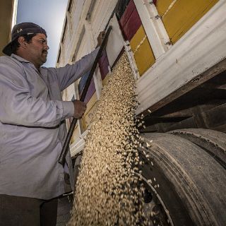 México registra 'excelente' cosecha de maíz: FAO