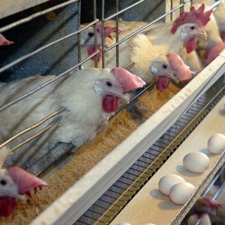 Gripe aviar se propaga en suroeste de Canadá