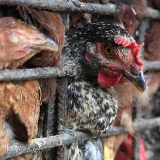 Alertan por nuevo brote de gripe aviar en el mundo