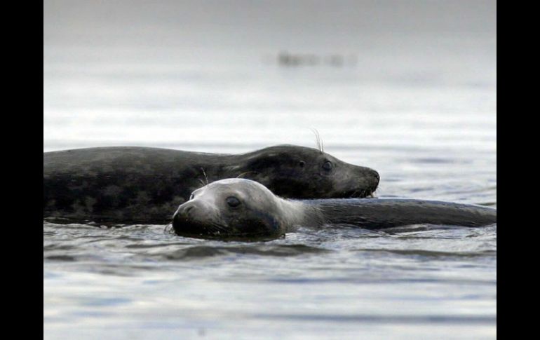 En 2010 la UE instaura un embargo sobre los productos derivados de la caza de focas, ante la preocupación por sus métodos. AFP / ARCHIVO