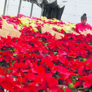 Innovan  en Tlajomulco con Nochebuena