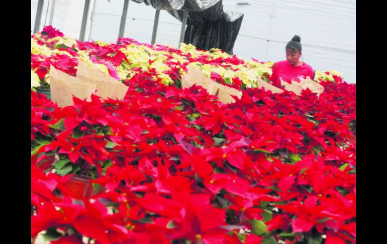 Esta temporada la tradicional flor de Nochebuena decora jardines, casas y espacios públicos en nuestro país. EL INFORMADOR / A. Hinojosa