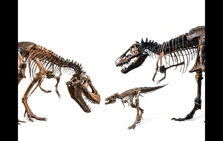 Antes del impacto, existió una gran erupción volcánica que ayudó a exterminar la especie. EFE / ARCHIVO