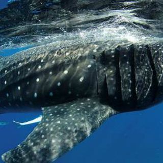 Lanzan convocatoria a concurso nacional de foto