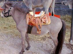 El burro pertenecía a un pesebre navideño que estaba al aire libre, por lo que, al no haber policía, el hombre lo montó. NTX / ARCHIVO