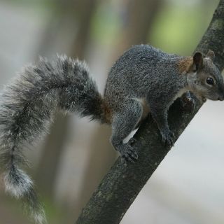 Ardillas de tierra ártica estarían contribuyendo al cambio climático