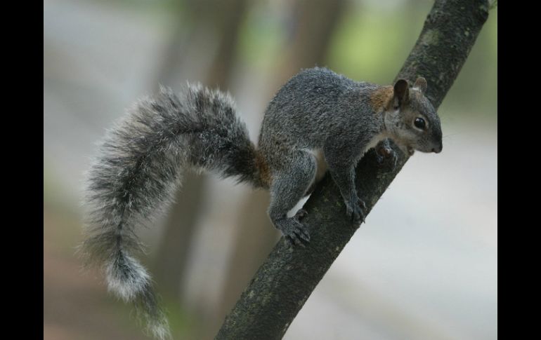 Investigadores seguirán abundando en este tema, con el fin de buscar una solución. EL INFORMADOR / ARCHIVO