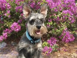 La acupuntura, una opción para tratar a mascotas que padecen problemas de columna o artritis, entre otros. EL INFORMADOR /