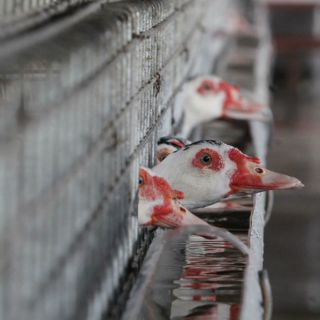 Confirmado un segundo brote de gripe aviar en Alemania