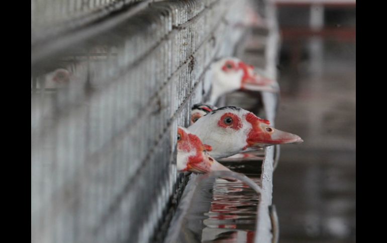 Se han sacrificado más de diez mil animales que había en la explotación afectada. EL INFORMADOR / ARCHIVO