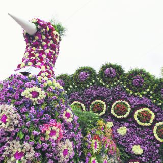 Pavos que te vieron ir