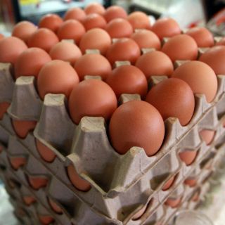 Corea del Sur prohíbe importaciones avícolas de EU por gripe aviar