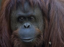 La cámara federal establece que 'Sandra' tiene derecho a la libertad. AP / N. Pisarensko